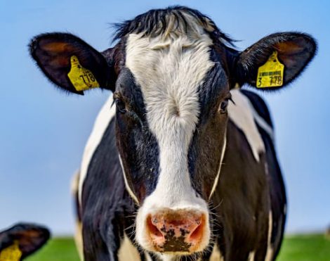 Vache primholstein, salle de traite ou robot de traite en vente chez Ets Collon à la Mothe Saint Héray