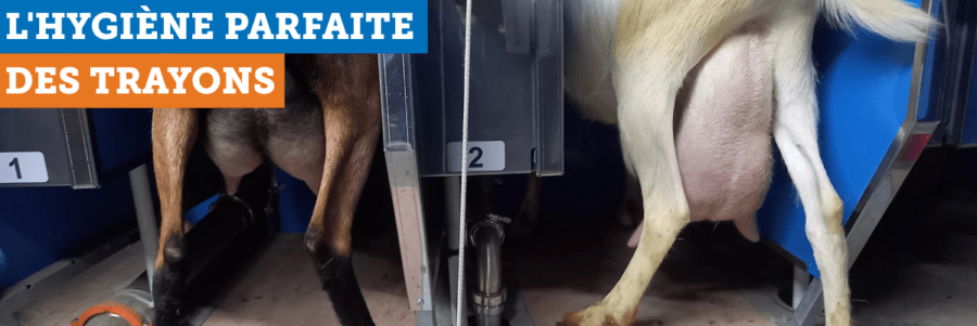 roto de traite extérieur chèvre proposé par Ets Collon, concessionnaire agricole agréé BouMatic